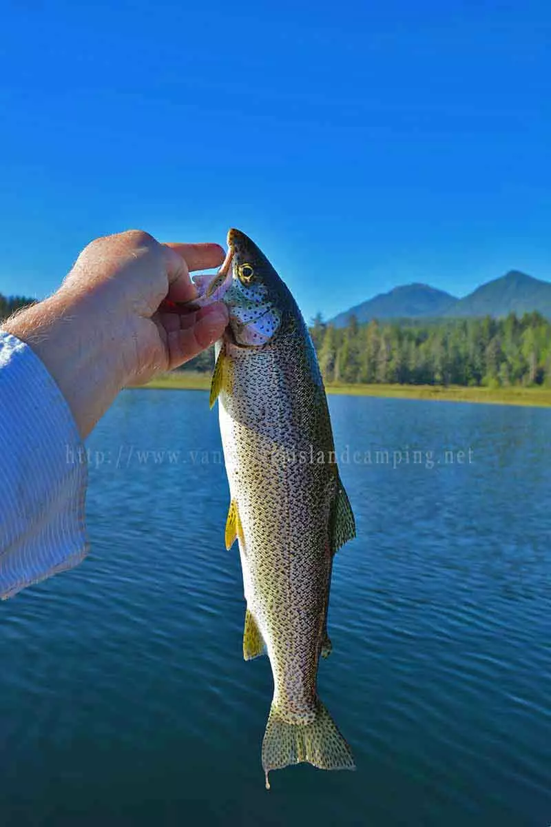 photo of a nice pan size Cutthroat Trout caught at Anutz Lake on Vancouver Island