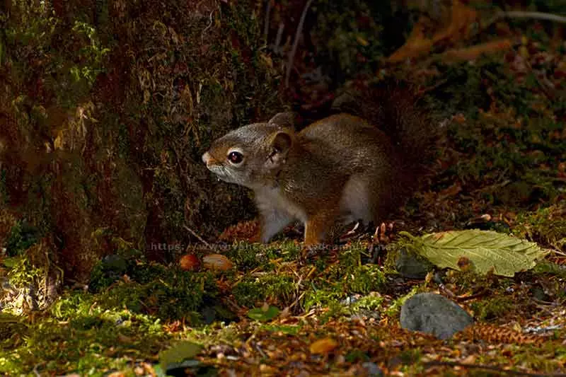 photo of a gray squirrel in Bonanza Lake Campground on Vancouver Island