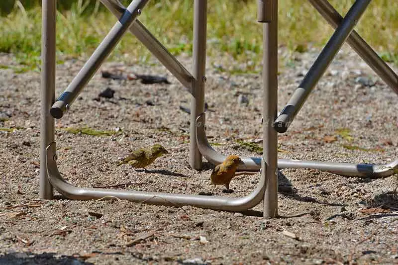 photo of a couple small birds on the beach of lower klaklakama campground