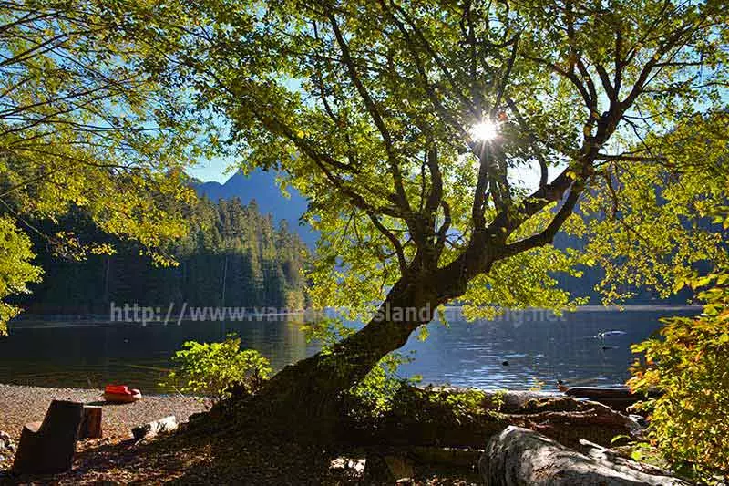 photo of the sun shining through the branches of a neat tree on the beach at one of the campsites of Schoen Lake Campground