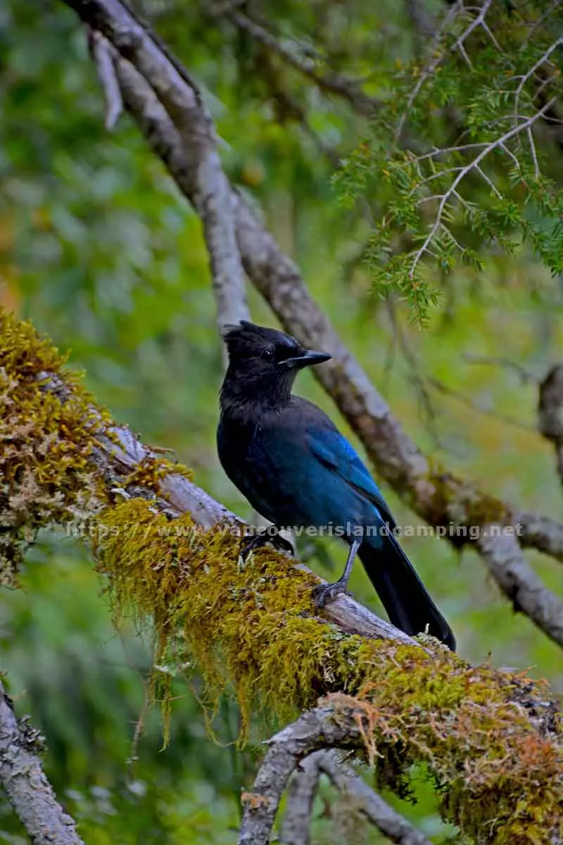 photo of a blue jay at Vernon Lake Recreation Campgrounds on Vancouver Island