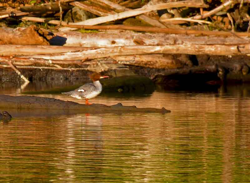 photo of a Merganser on a log in Bonanza Lake on Vancouver Island British Columbia, Canada