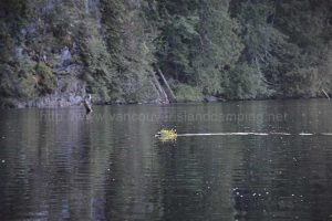 beaver swimming on kathleen lake camping vancouver island