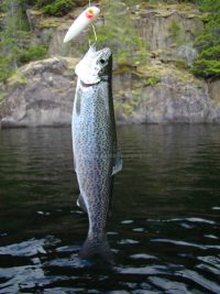 rainbow trout from kathleen lake, vancouver island camping
