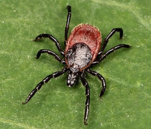 ticks carrying lyme disease - western black-legged tick