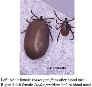 photos of ticks carrying lyme disease