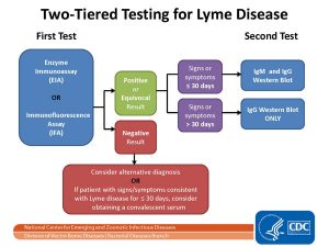 two tiered testing for ticks carrying lyme disease