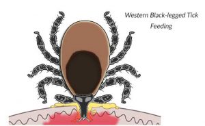 ticks carrying lyme disease feeding