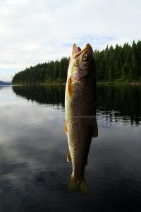 brewster lake campgrounds cutthroat trout