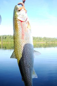 amor lake cutthroat trout