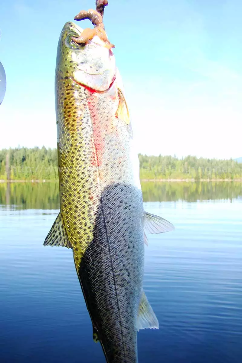 photo of a nice Cutthroat Trout caught in Amor Lake on Vancouver Island