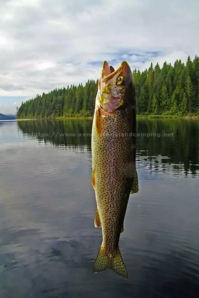 photo of a nice sized Cutthroat Trout caught from Brewster Lake on Vancouver Island