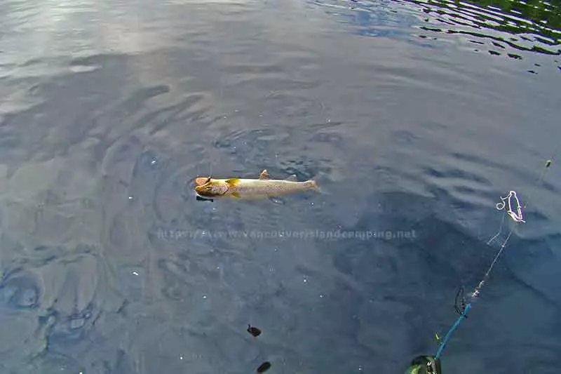 photo of a nice Cutthroat Trout beside the boat at Brewster lake on Vancouver Island