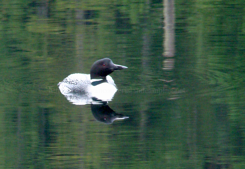 a photo of a Common Loon on Merrill Lake
