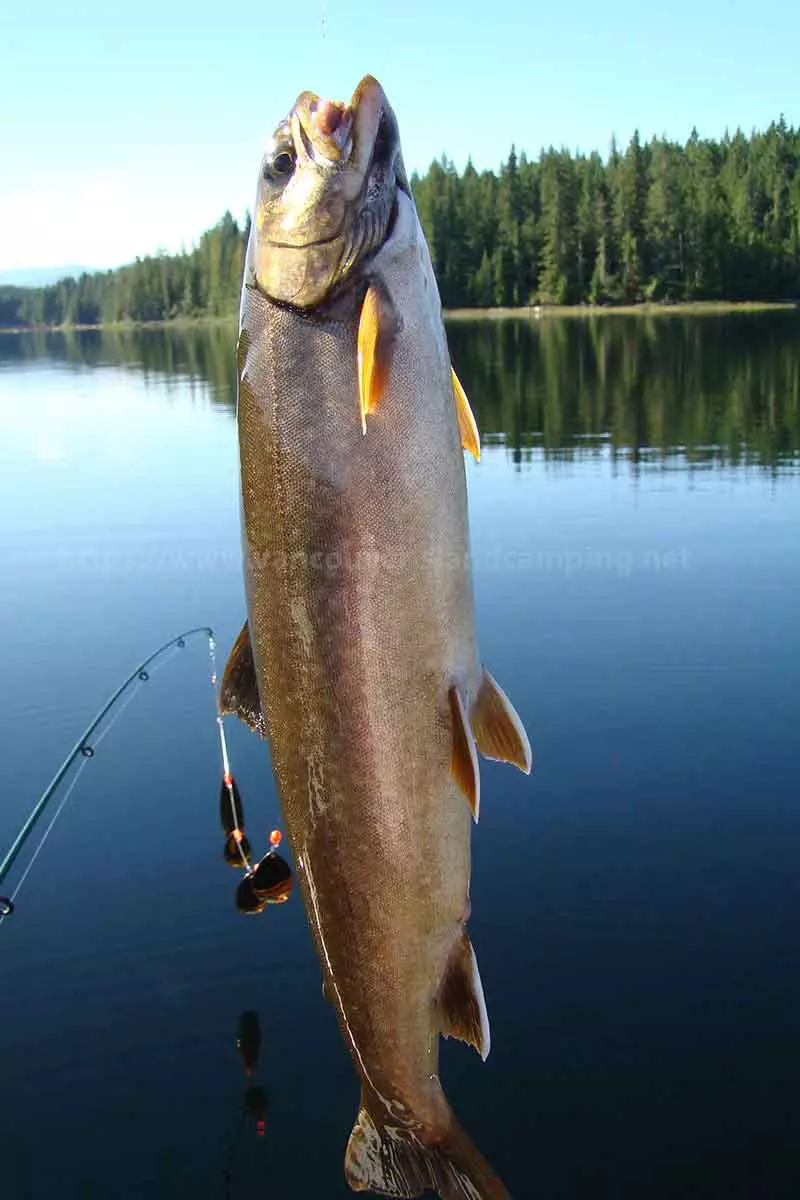 photo of a nice Dolly Vardon Trout caught in Gray Lake on Vancouver Island