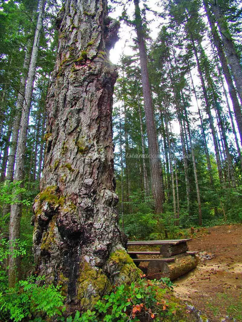 photo of an old growth Douglas Fir in Merrill Lake Campground