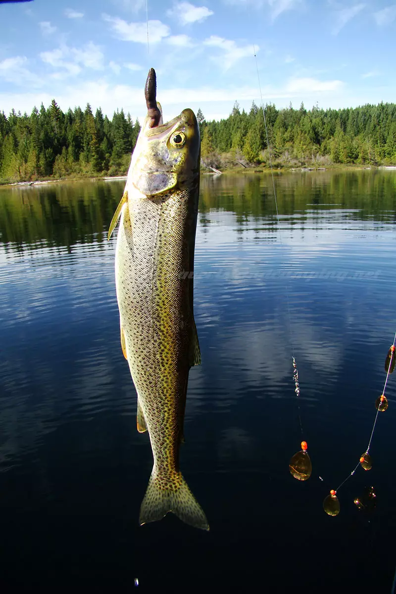 photo of a cutthroat trout caught in Mohun Lake on Vancouver Island