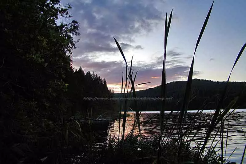 a photo of the sunset through some shoreline reeds on Mohun Lake