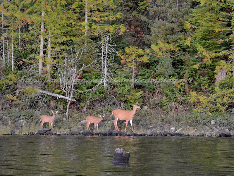 photo of momma black tail deer and two fawns walking along the lake shore of Mohun Lake on Vancouver island