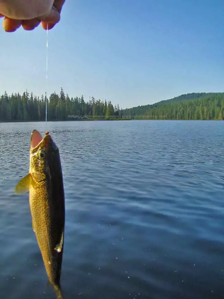 Another photo of a nice sized Cutthroat Trout caught at Paterson Lake Campground on Vancouver Island