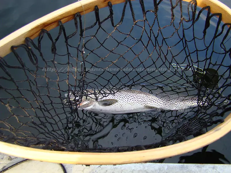 photo of a nice Cutthroat Trout caught at Paterson Lake on Vancouver Island