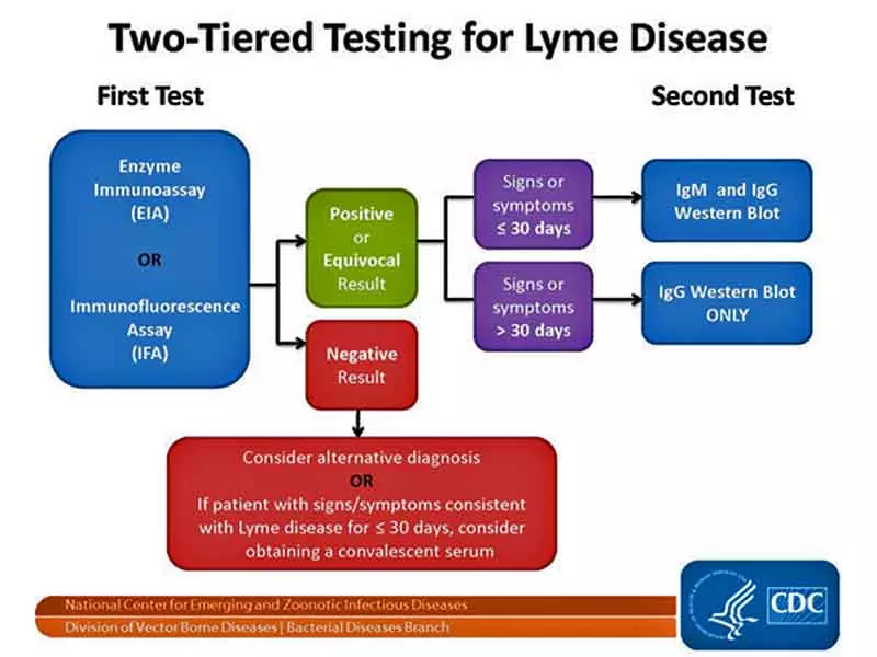 graphic of the two tiered system for testing for lyme disease