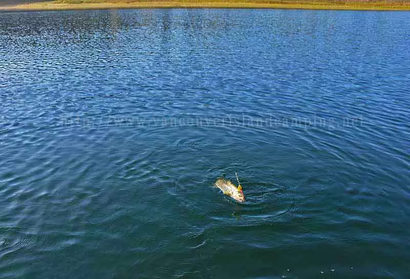 photo of a nice Cutthroat Trout caught at Anutz Lake on Vancouver Island