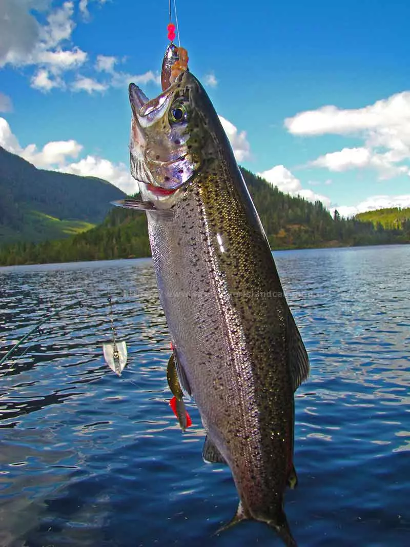 photo of a nice sized Rainbow Trout caught at Atluck Lake on Vancouver Island