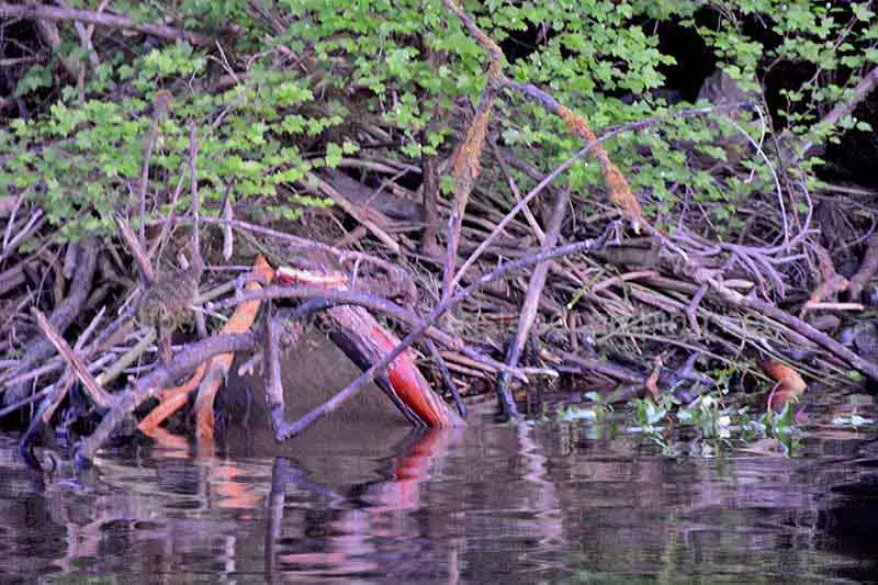 photo of a beaver den on the shoreline of Kathleen Lake on Vancouver Island