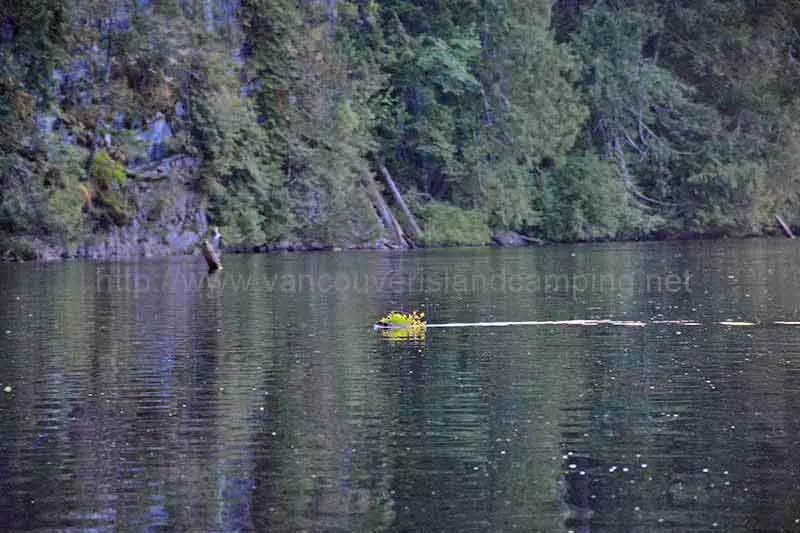 photo of a beaver carrying some tree branches across Kathleen Lake to his den.