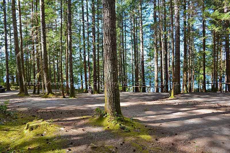 photo of a campsite in Brewster Lake Recreation Site on Vancouver Island