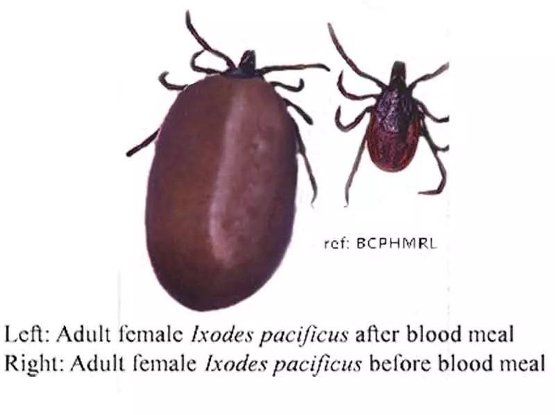 photo of a comparison between an engorged tick and one that isn't engorged