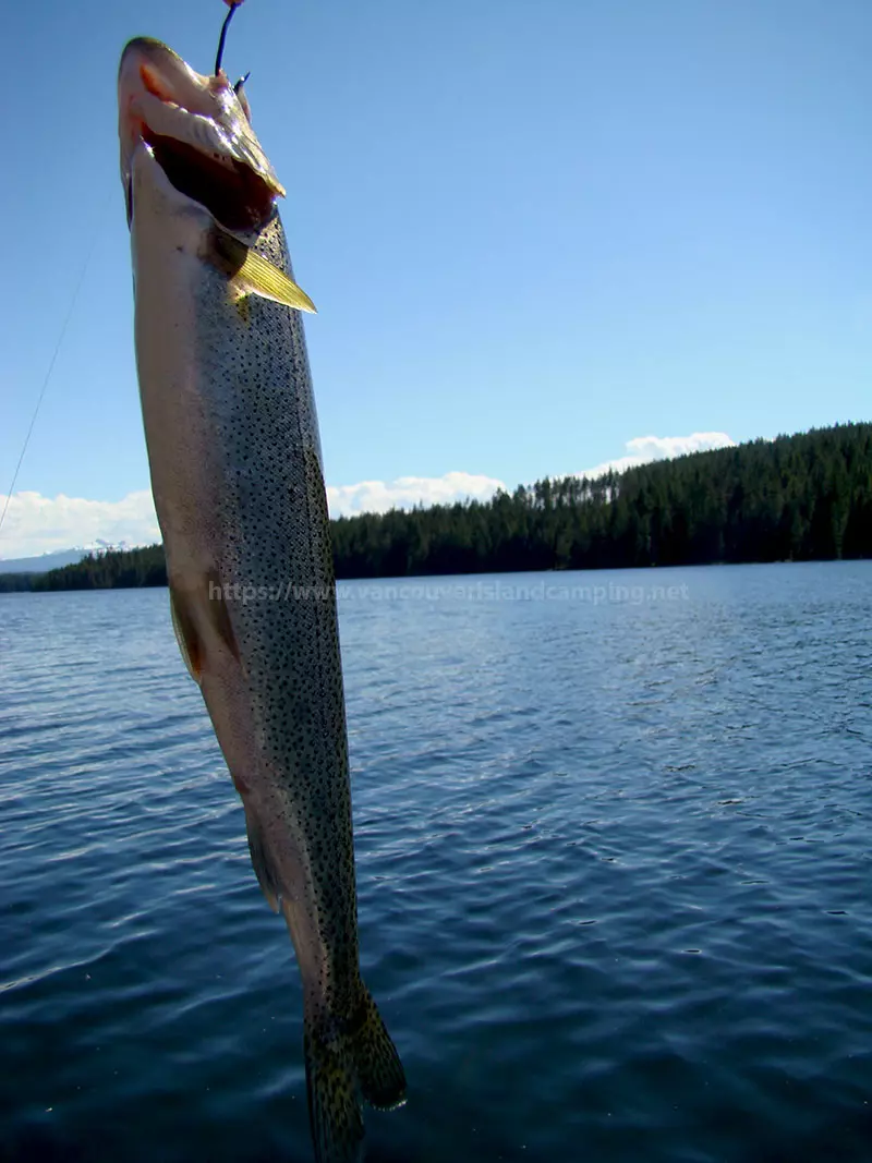 photo of a cutthroat trout caught in Gosling Lake