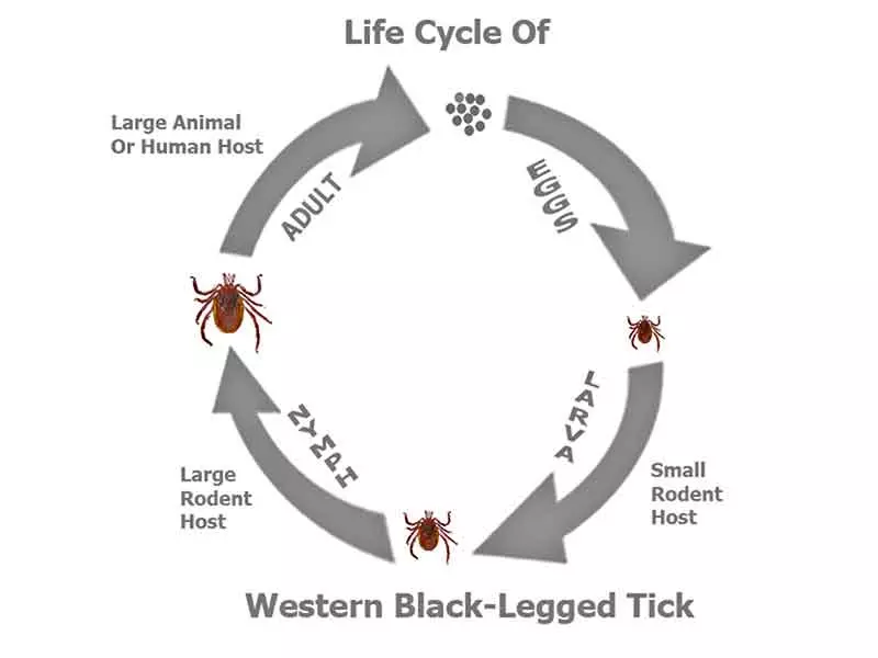 graphic of the life cycle of a western black legged tick for ticks carrying lyme disease while camping 
