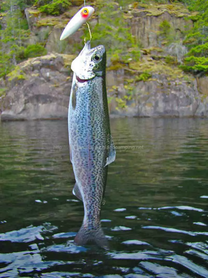 photo of a nice sized Rainbow Trout caught from Kathleen Lake on Vancouver Island