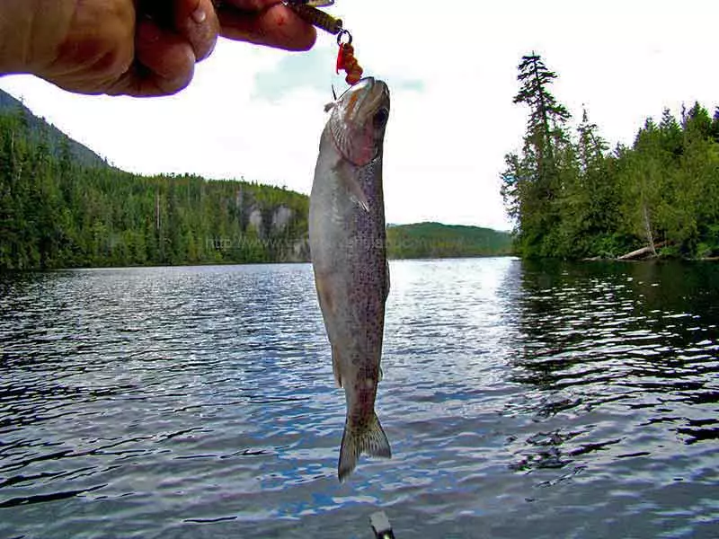 photo of a pan sized Cutthroat Trout caught from Kathleen Lake on Vancouver Island 