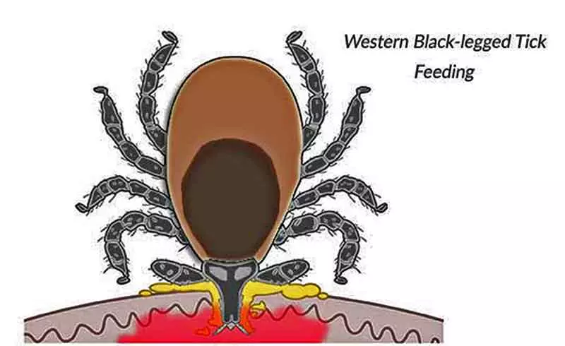 graphic of a western black legged tick feeding