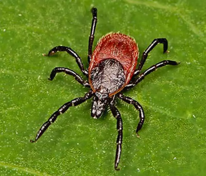 photo of a western black legged tick for ticks carrying lyme disease while camping 