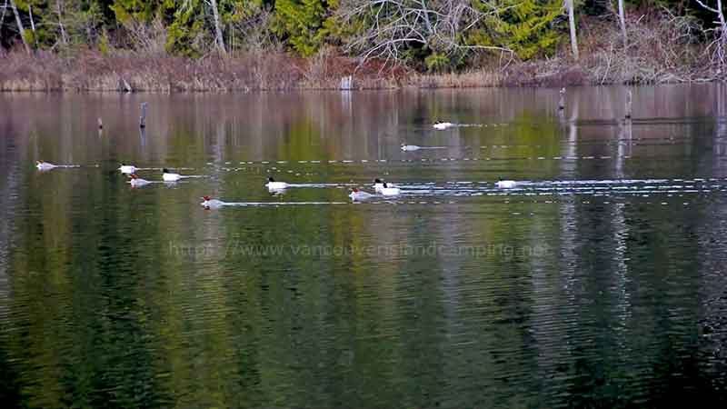 photo of a family of Mergansers trolling Fry Lake on Vancouver Island BC Canada for trout