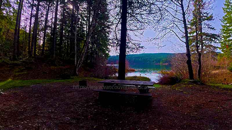 photo of a campsite including 2 Canada Geese in Dogwood Bay Campground on Vancouver Island British Columbia, Canada