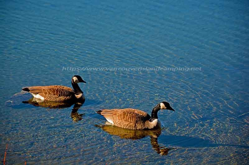 A photo of a male and female Canada Goose swimming near the shoreline at Loon Bay Recreation Site on Vancouver Island British Columbia Canada