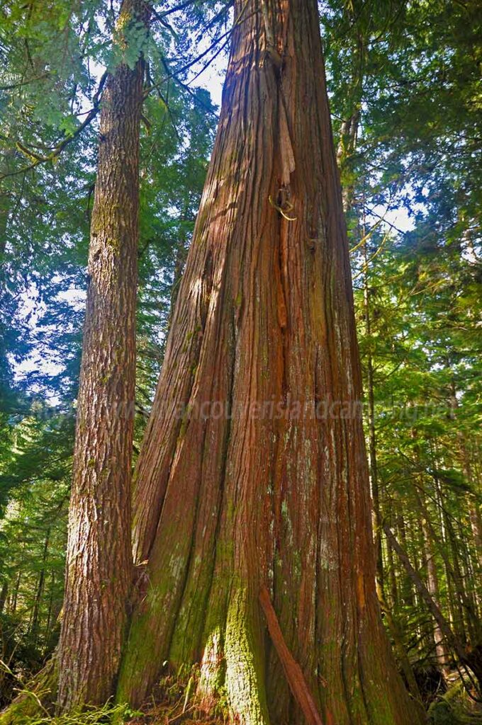 photo of a large old growth Western Red Cedar at Tlowils Lake Recreation Site on Vancouver Island British Columbia Canada