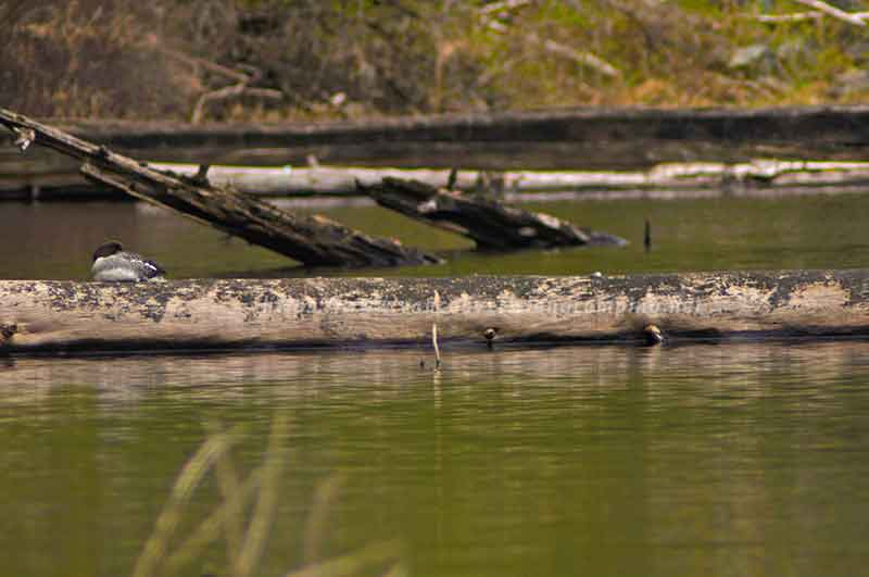 Photo of a female merganser asleep on a log in Ida Lake on Vancouver Island British Columbia, Canada