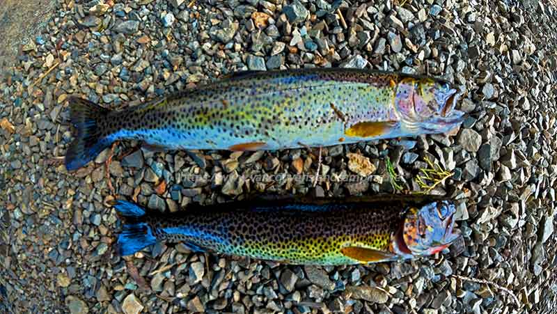 Photo of 2 Cutthroat Trout caught at Stewart Lake on Vancouver Island British Columbia, Canada