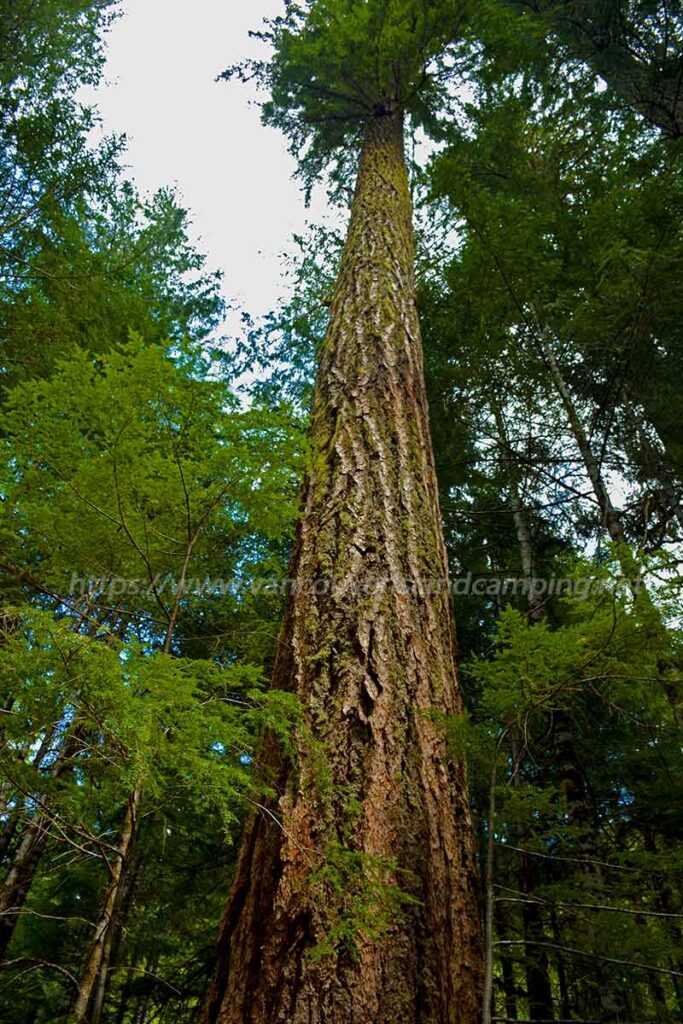 photo of a large old growth Douglas Fir tree at Stewart Lake Recreation Site on Vancouver Island British Columbia, Canada