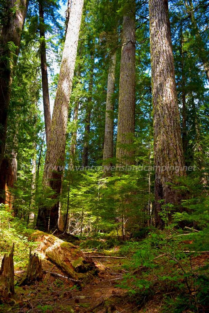 Photo of a Trail Through Old Growth Forest At Stewart Lake Recreation Site on Vancouver Island British Columbia, Canada