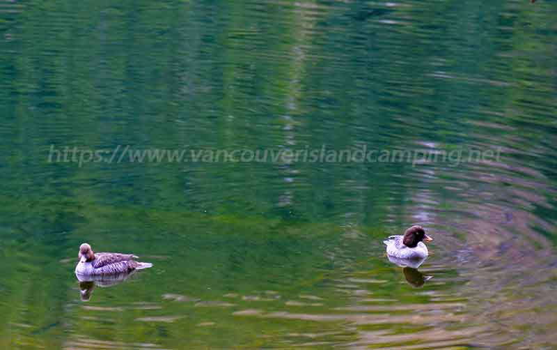 photo of Two Barrows Goldeneye Ducks at Stewart Lake Campground on Vancouver Island British Columbia, Canada