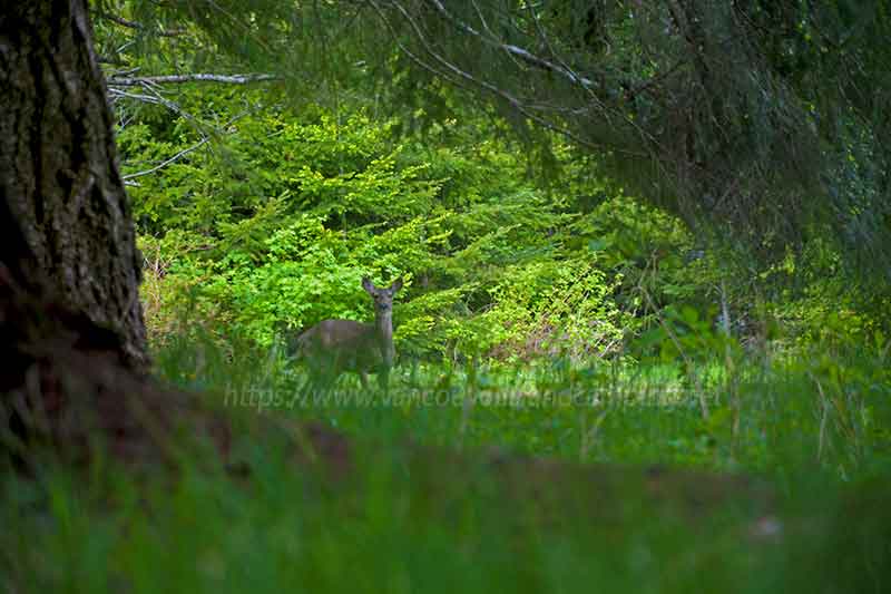 photo of a female deer grazing on grass in the overflow area of Naka Creek Recreation Site on Vancouver Island British Columbia, Canada