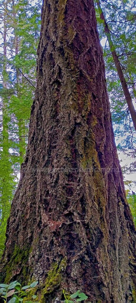 photo of a large Douglas Fir tree in the forest next to Naka Creek on Vancouver Island British Columbia, Canada
