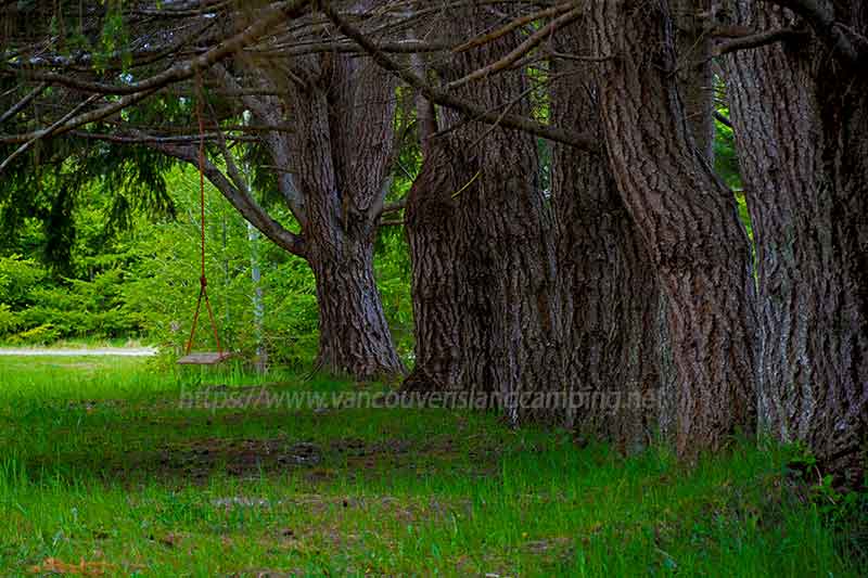 photo of a rope swing hanging from a tree in Naka Creek Recreation Site overflow area on Vancouver Island British Columbia, Canada